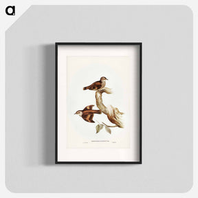 アートポスター-Brown Tree-Creeper
 - ジョン グールド Poster.