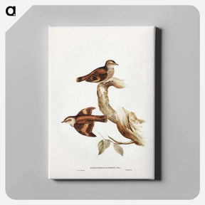 アートパネル-Brown Tree-Creeper
 - ジョン グールド Canvas.