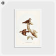 アートポストカード-Brown Tree-Creeper
 - ジョン グールド Postcard.