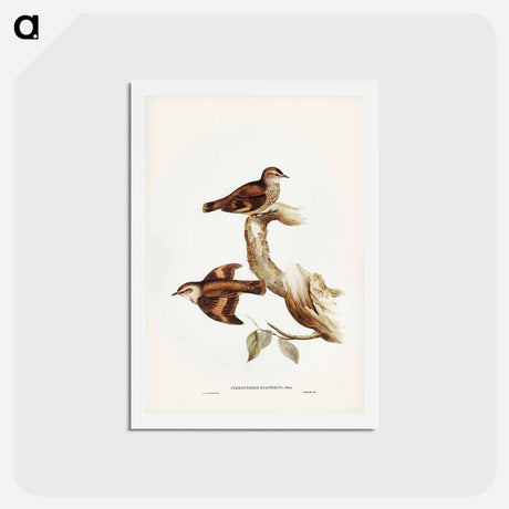 アートポストカード-Brown Tree-Creeper
 - ジョン グールド Postcard.