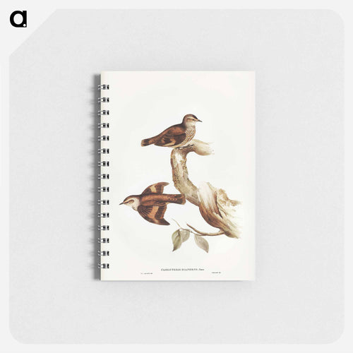 Brown Tree-Creeper
 - John Gould Memo.