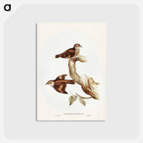 アートポストカード-Brown Tree-Creeper
 - ジョン グールド Postcard.