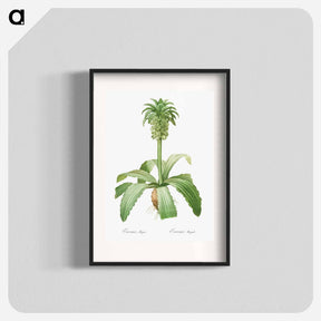 アートポスター-Eucomis regia - ピエール ジョゼフ ルドゥーテ Poster.