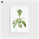 アートポストカード-Eucomis regia - ピエール ジョゼフ ルドゥーテ Postcard.