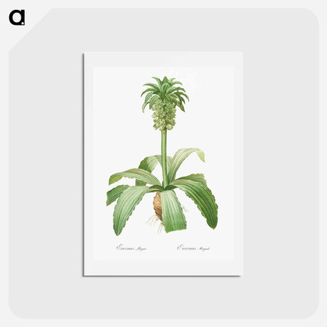 アートポストカード-Eucomis regia - ピエール ジョゼフ ルドゥーテ Postcard.