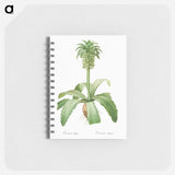 Eucomis regia - ピエール ジョゼフ ルドゥーテ Memo.