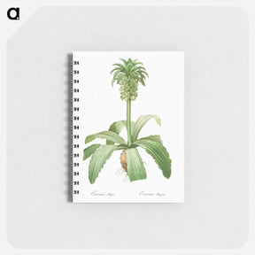 アートメモ帳-Eucomis regia - ピエール ジョゼフ ルドゥーテ Memo.