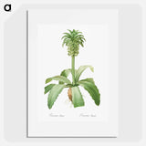 Eucomis regia - ピエール ジョゼフ ルドゥーテ Poster.