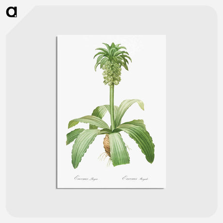 アートポストカード-Eucomis regia - ピエール ジョゼフ ルドゥーテ Postcard.