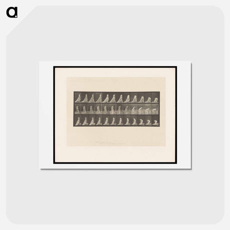 アートポストカード-Sheer Dress Walker
 - エドワード マイブリッジ Postcard.