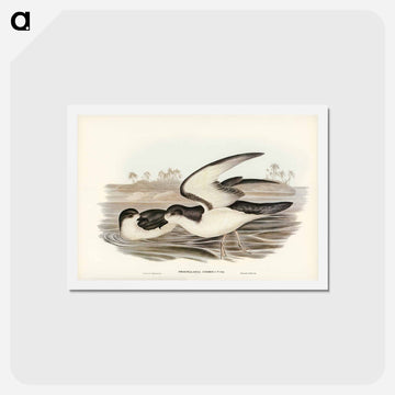 Cook's Petrel
 - ジョン グールド Postcard.