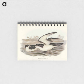 アートメモ帳-Cook's Petrel
 - ジョン グールド Memo.