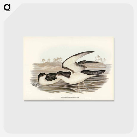アートポストカード-Cook's Petrel
 - ジョン グールド Postcard.