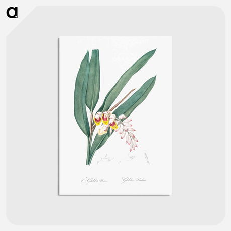 アートポストカード-Shellflower illustration from Les liliacées - ピエール ジョゼフ ルドゥーテ Postcard.