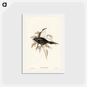 アートポストカード-Shining Starling
 - ジョン グールド Postcard.