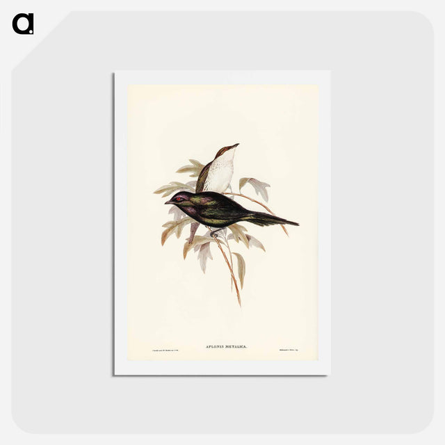 アートポストカード-Shining Starling
 - ジョン グールド Postcard.
