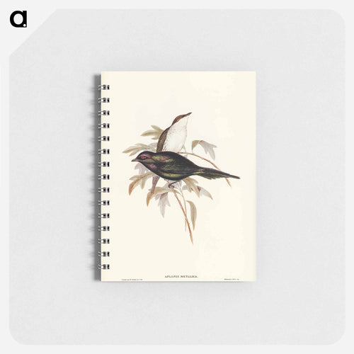 Shining Starling
 - John Gould Memo.