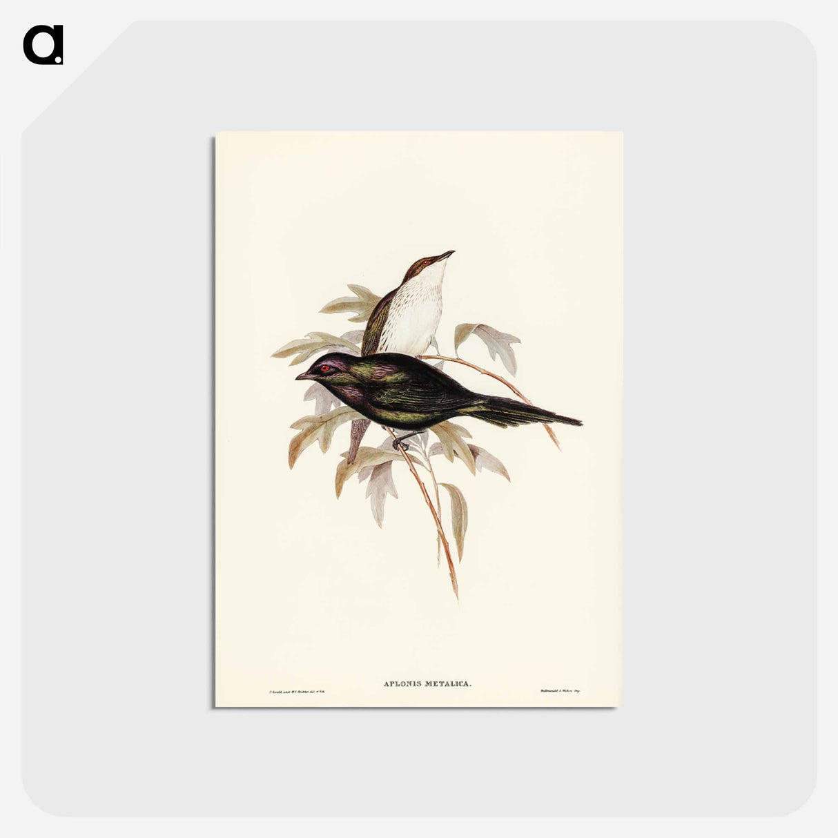 アートポストカード-Shining Starling
 - ジョン グールド Postcard.