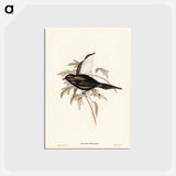 アートポストカード-Shining Starling
 - ジョン グールド Postcard.