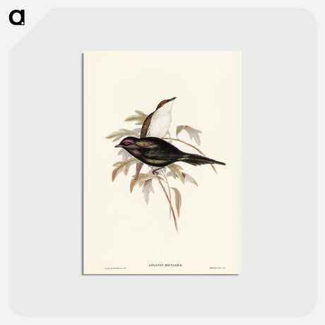 アートポストカード-Shining Starling
 - ジョン グールド Postcard.