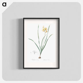 アートポスター-Gladiolus lineatus illustration - ピエール ジョゼフ ルドゥーテ Poster.