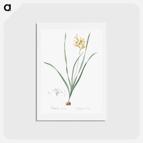 アートポストカード-Gladiolus lineatus illustration - ピエール ジョゼフ ルドゥーテ Postcard.