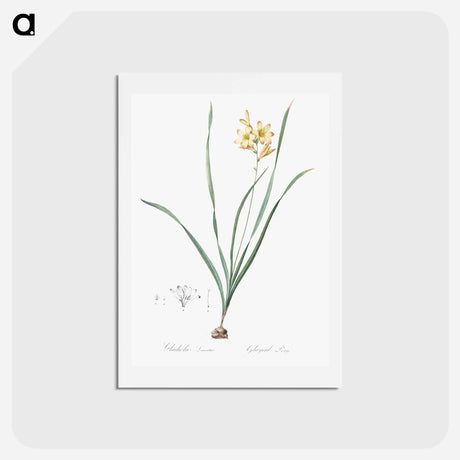 アートポストカード-Gladiolus lineatus illustration - ピエール ジョゼフ ルドゥーテ Postcard.