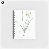 Gladiolus lineatus illustration - ピエール ジョゼフ ルドゥーテ Memo.