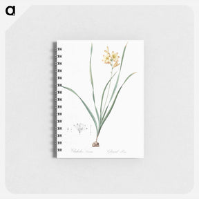 アートメモ帳-Gladiolus lineatus illustration - ピエール ジョゼフ ルドゥーテ Memo.