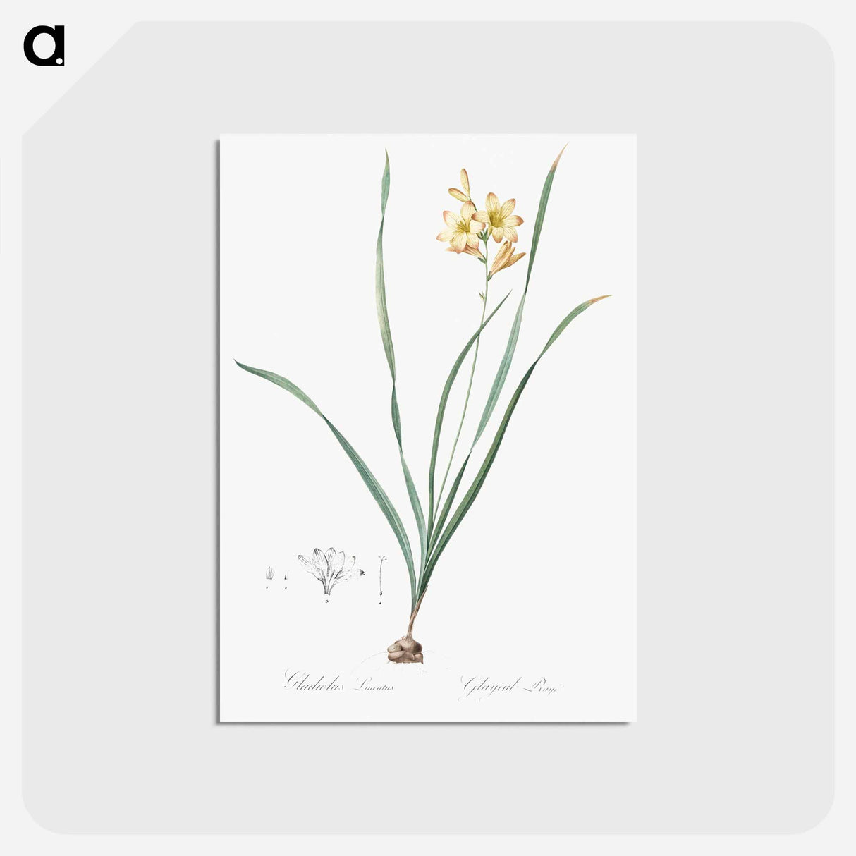 アートポストカード-Gladiolus lineatus illustration - ピエール ジョゼフ ルドゥーテ Postcard.