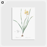 アートポストカード-Gladiolus lineatus illustration - ピエール ジョゼフ ルドゥーテ Postcard.