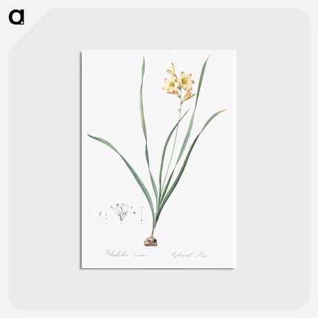 アートポストカード-Gladiolus lineatus illustration - ピエール ジョゼフ ルドゥーテ Postcard.