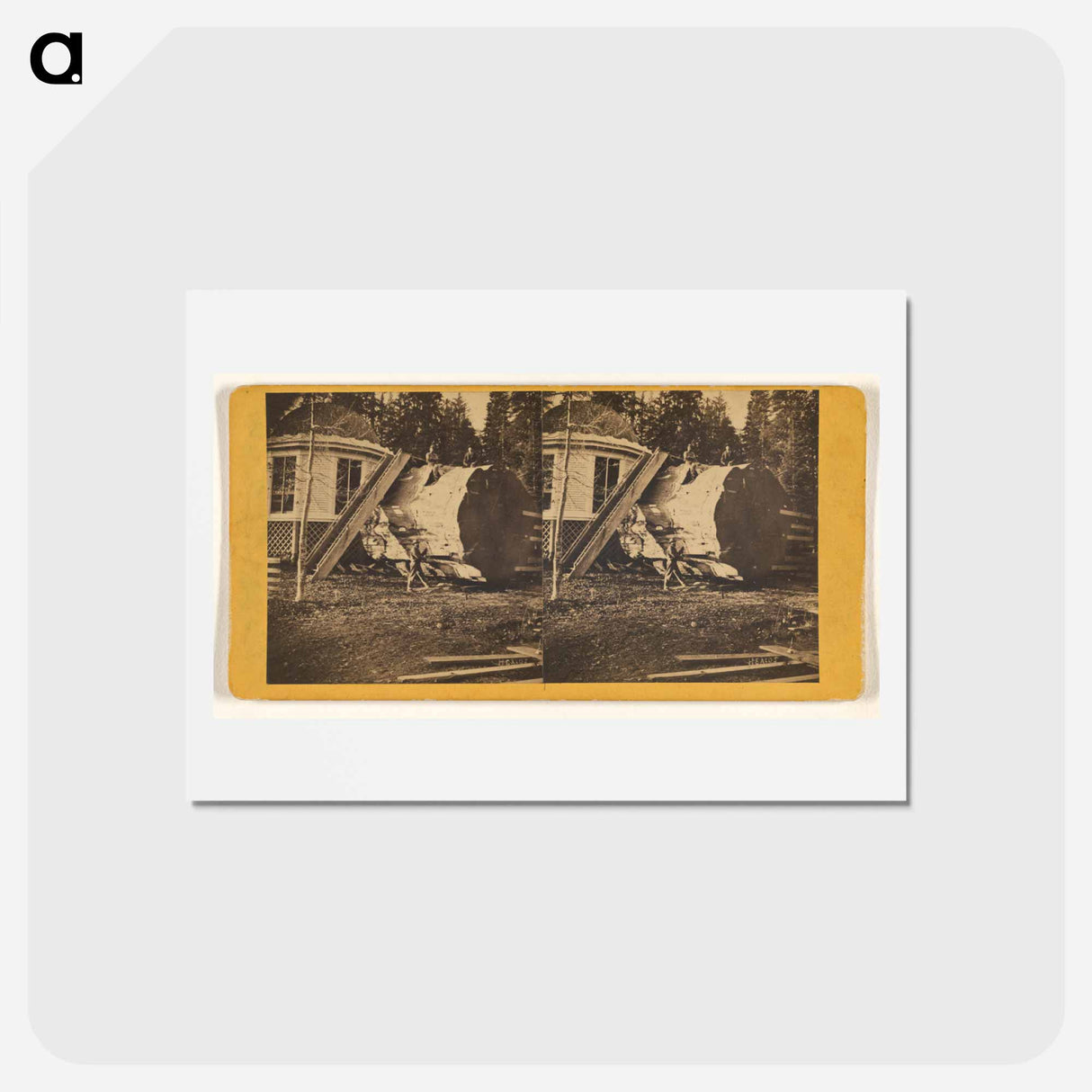 アートポストカード-Big Trees, Mariposa
 - エドワード マイブリッジ Postcard.
