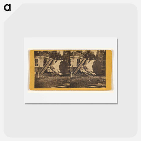 アートポストカード-Big Trees, Mariposa
 - エドワード マイブリッジ Postcard.