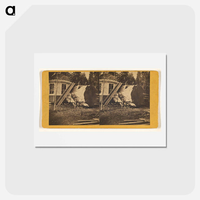 アートポストカード-Big Trees, Mariposa
 - エドワード マイブリッジ Postcard.