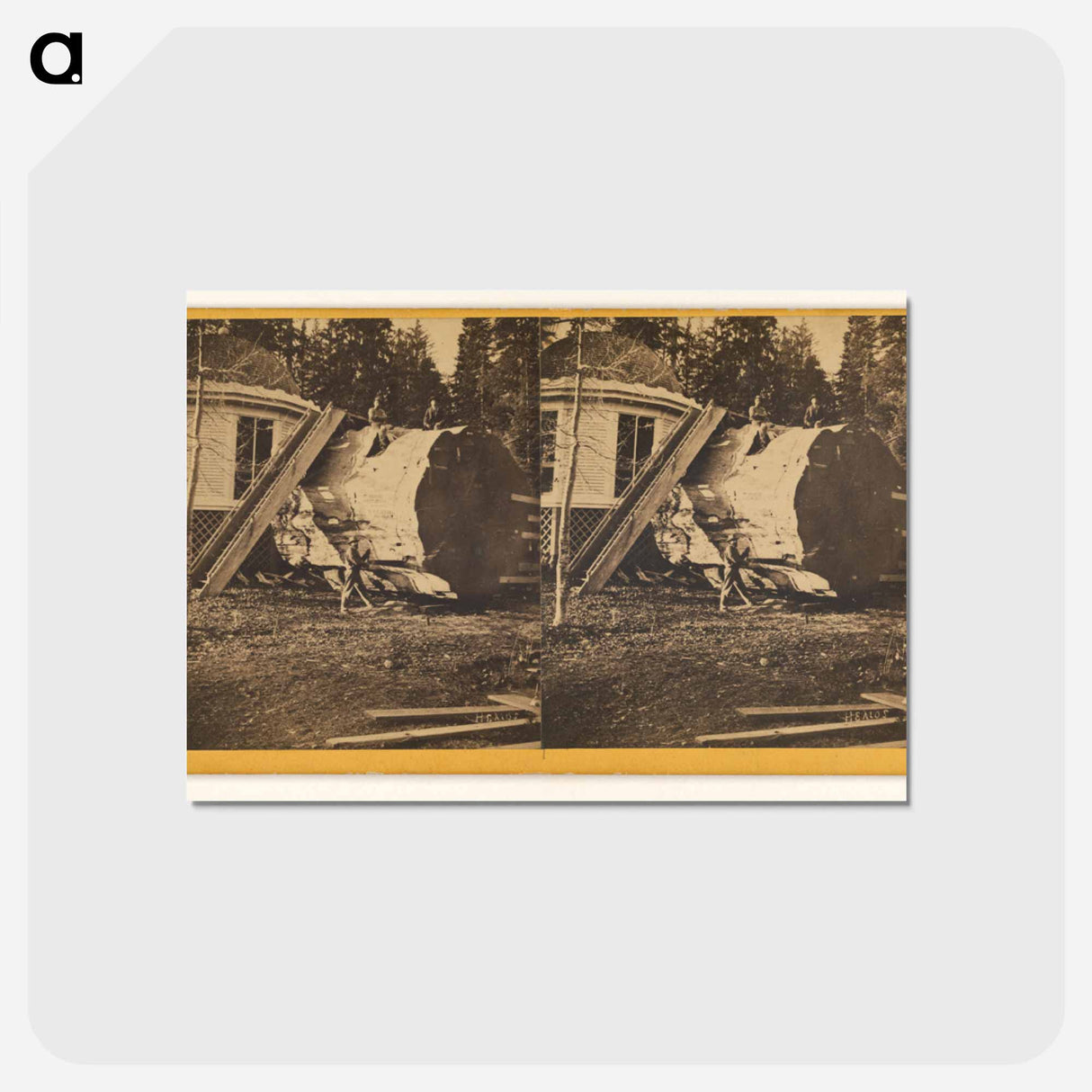 アートポストカード-Big Trees, Mariposa
 - エドワード マイブリッジ Postcard.