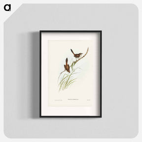 アートポスター-Red-rumped Wren
 - ジョン グールド Poster.