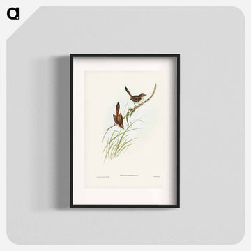 Red-rumped Wren
 - ジョン グールド Poster.