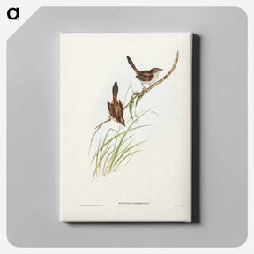 アートパネル-Red-rumped Wren
 - ジョン グールド Canvas.