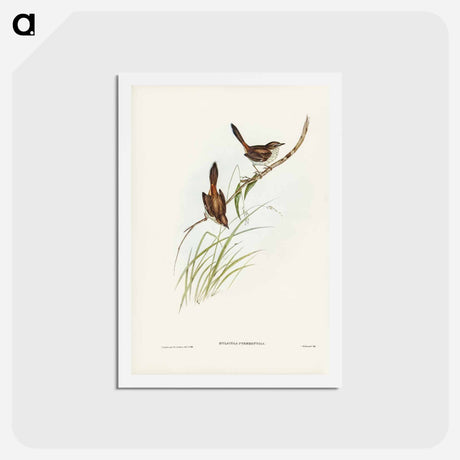 アートポストカード-Red-rumped Wren
 - ジョン グールド Postcard.