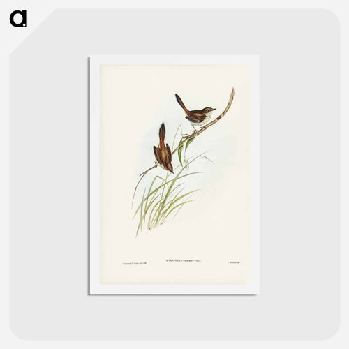 Red-rumped Wren
 - ジョン グールド Postcard.