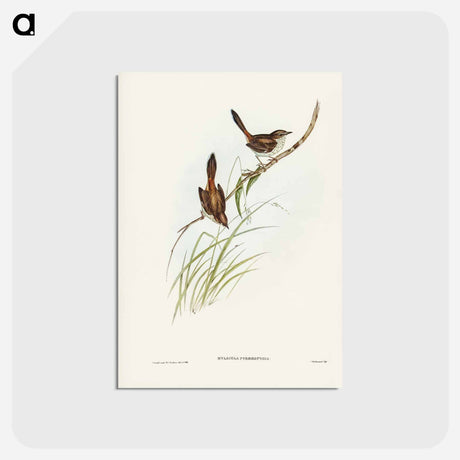 アートポストカード-Red-rumped Wren
 - ジョン グールド Postcard.