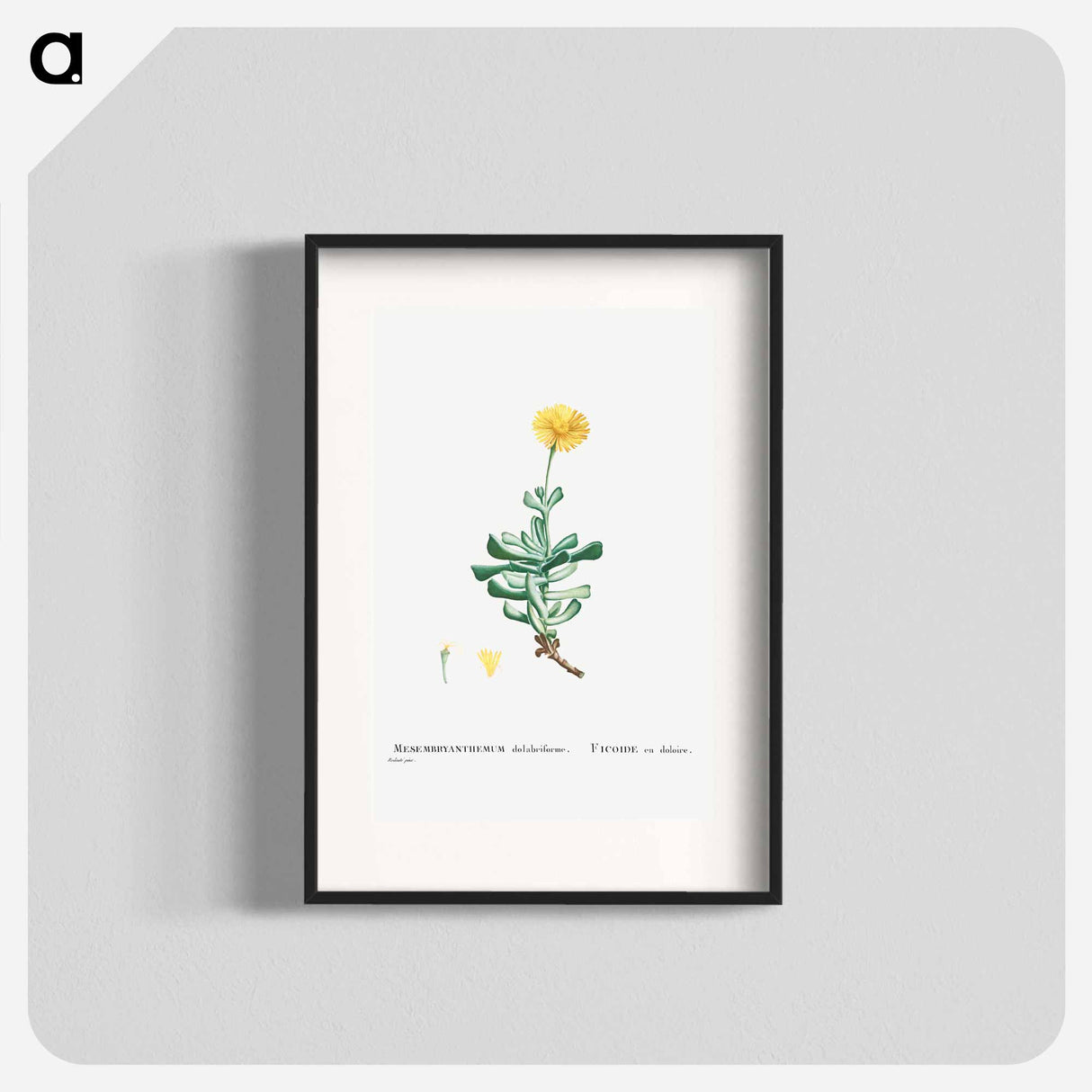 Mesembryanthemum Dolabriforme (Fig–marigold) - Pierre-Joseph Redouté Poster.