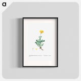 Mesembryanthemum Dolabriforme (Fig–marigold) - Pierre-Joseph Redouté Poster.