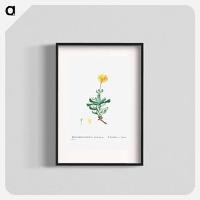 アートポスター-Mesembryanthemum Dolabriforme (Fig–marigold) - ピエール ジョゼフ ルドゥーテ Poster.