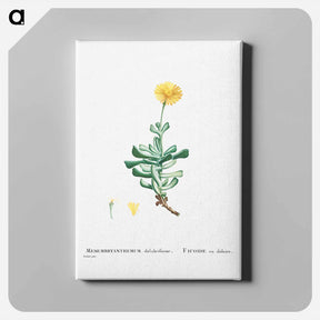 アートパネル-Mesembryanthemum Dolabriforme (Fig–marigold) - ピエール ジョゼフ ルドゥーテ Canvas.