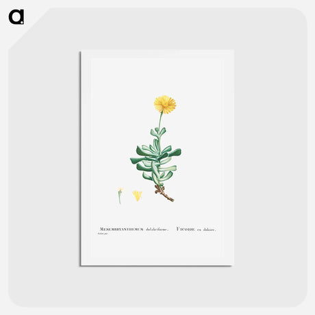 アートポストカード-Mesembryanthemum Dolabriforme (Fig–marigold) - ピエール ジョゼフ ルドゥーテ Postcard.