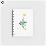 Mesembryanthemum Dolabriforme (Fig–marigold) - ピエール ジョゼフ ルドゥーテ Memo.