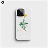 Mesembryanthemum Dolabriforme (Fig–marigold) - Pierre-Joseph Redouté Phone Case.