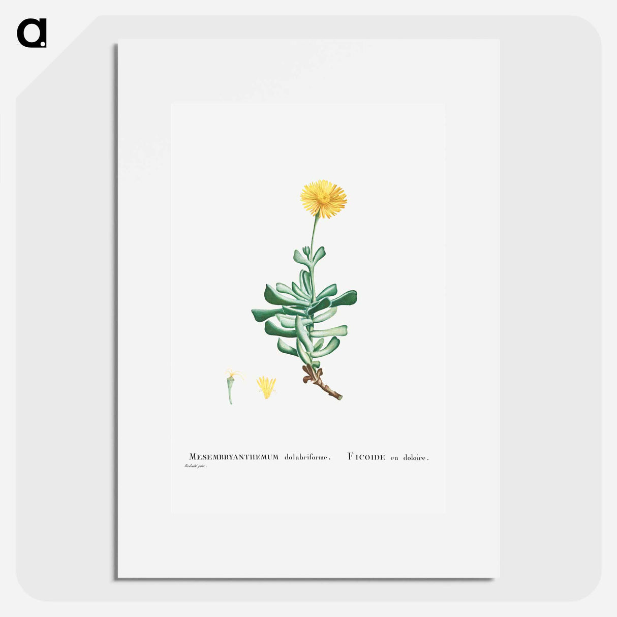 Mesembryanthemum Dolabriforme (Fig–marigold) - Pierre-Joseph Redouté Poster.